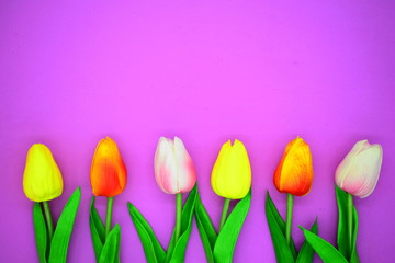 red and pink tulips.flower background