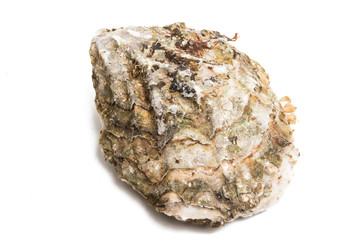 sea oyster isolated