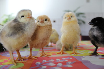 Kurczaczki 