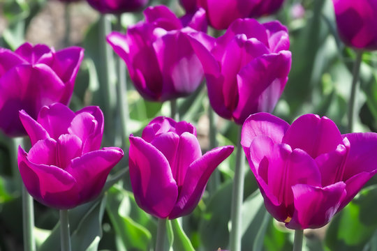 Tulpe Passionale (Tulipa, Liliaceae), Blüten im Frühling, Frühlingsblumen