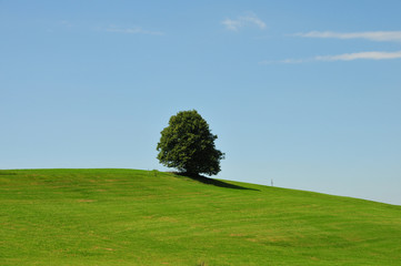 einsamer Baum auf einem Hügel mkt Wiese und blauem Himmel