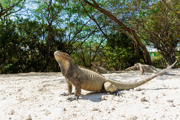 big grey iguana in the wild close-up