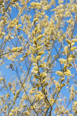 Weidenkätzchen, blühende Weide, Salix