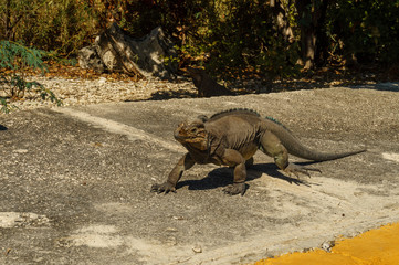 one big grey iguana runs on the road in the wild close-up