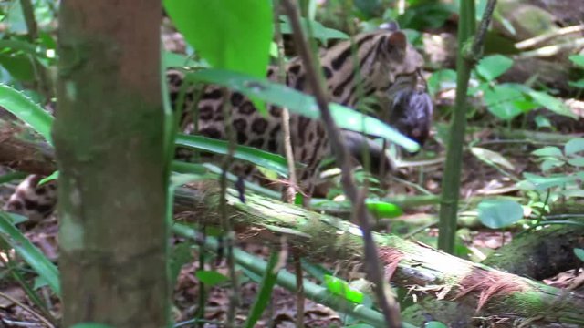 A margay walks through a jungle environment and picks up a rat.