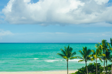 Fototapeta na wymiar Tropical Miami Beach Palms near the ocean