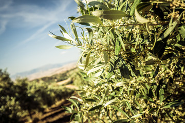 Close-up of an olive branch. Green leaves and olive grove in the background
