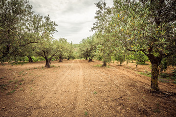 Olive grove and dirt path. Rows of olive trees, agriculture