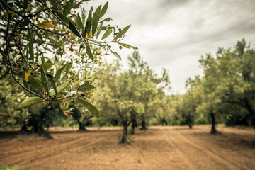 Close-up of an olive branch with green olive. Olive grove and cloudy sky in the background