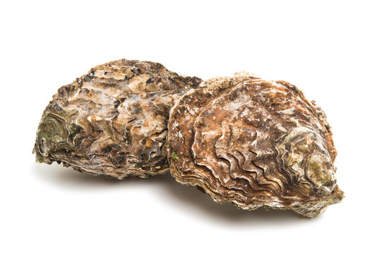 sea oyster isolated