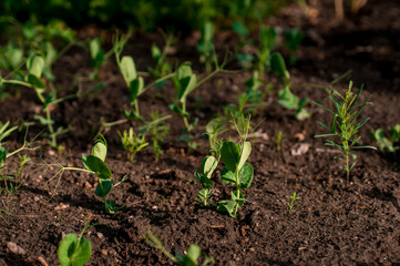 earth day, new plant life