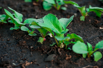 earth day, new plant life