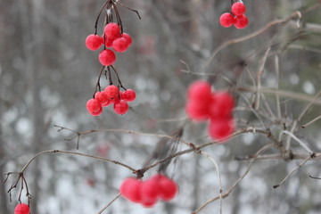 Fototapeta na wymiar berry Viburnum in winter