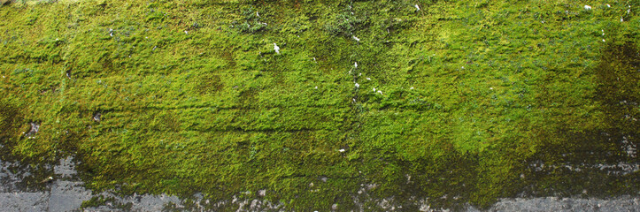 Moss texture. Moss background. Green moss on grunge texture, background