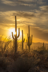 Saguaro Cactus silhouettes against golden sunset skies, Tucson, AZ