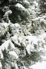 Fir branch on snow
