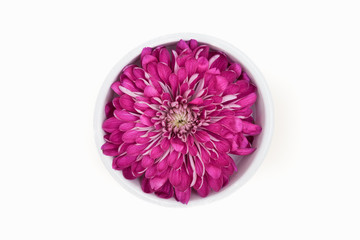 A studio shot of a purple chrysanthemum 