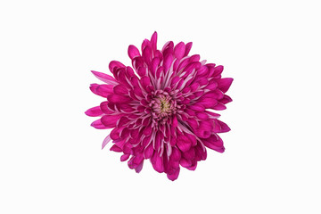 A studio shot of a purple chrysanthemum