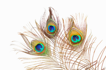 A studio shot of three peacock feathers