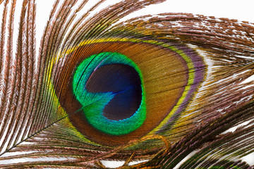 A studio shot of a peacock feather
