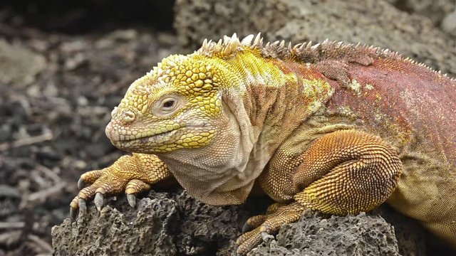 Galapagos land iguana staring at camera at the Darwin Center on Santa Cruz Island in the Galapagos, Ecuador. 