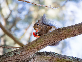 Cute little squirrel eating