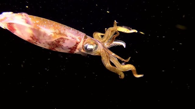A reef squid underwater at night.