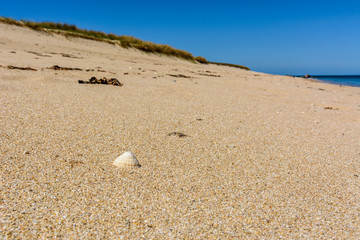 Fototapeta na wymiar sand and shell
