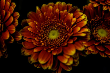 Red Orange Yellow Flower