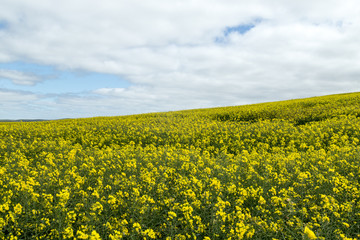 Fototapeta premium beautiful fields