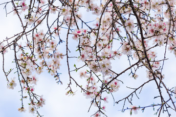 almonds flowers branch sky branches clouds background
