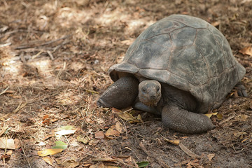 Seychelles giant tortoise (Geochelone gigantea) - Wildlife. Praslin island, Seychelles