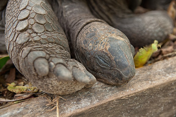Cute sleeping tortoise. Seychelles giant tortoise. Praslin island, Seychelles