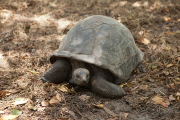 Seychelles giant tortoise (Geochelone gigantea) - Wildlife. Praslin island, Seychelles
