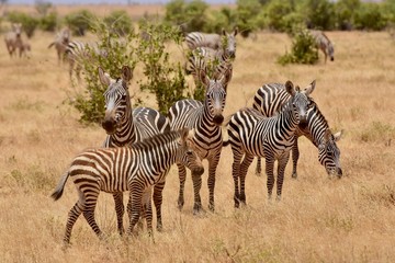 Fototapeta na wymiar Zebras in Tsavo National Park, Kenya