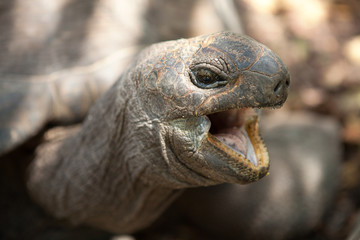 Fototapeta premium Closeup portrait of Aldabra giant tortoise. Praslin island, Seychelles 