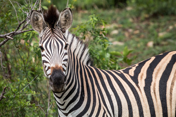 Fototapeta premium Zebra in Kruger Nationalpark