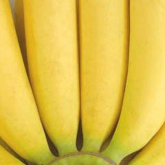 Gros Michel banana closeup.Sweet taste fruit.