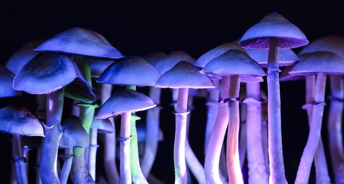 Color magic mushrooms - psilocybe