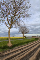 Fototapeta na wymiar plowed field in spring farmland