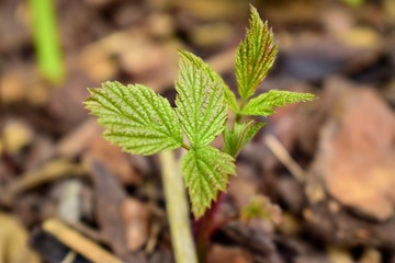 Gardening, cultivation, agriculture and care of vegetables and fruit concept-young growing raspberry bushes on a background of garden bark.