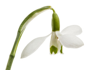 Flower of snowdrop isolated on whitebackground