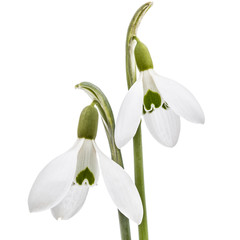 Obraz premium Two flower of snowdrop isolated on white background
