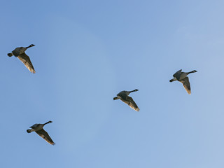 flock of Canada geese