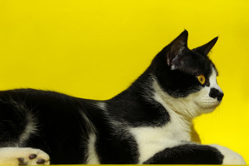 Pets, Animals Concept.Black Cat Over Yellow Background. Tuxedo Cat Lying And Looking To The Side. Cat Over Yellow Background. Close up of a Cat, cropped shot. Animal portrait. 
