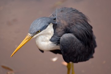Birds in Australia