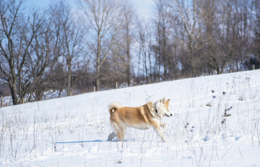 Nice akita dog in snow