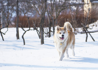 Nice akita dog in snow