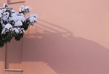 Pink wall background with snowy tree (Pesaro, Italy)