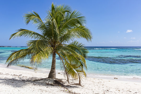 Spotts Beach Palm Tree